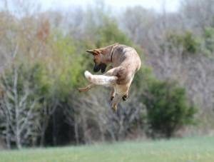 dog leaping in the air