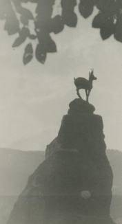 capricorn goat on mountain