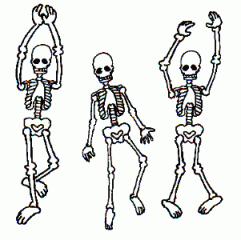 bones skeletons