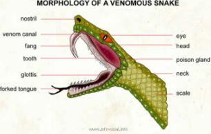 venomous-snake.jpg