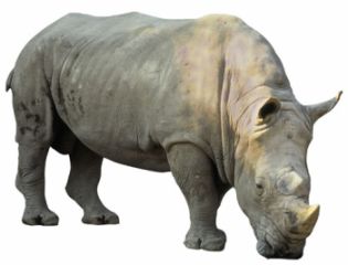 rhino-picture.jpg