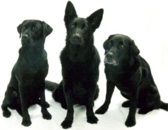 black_dogs.jpg