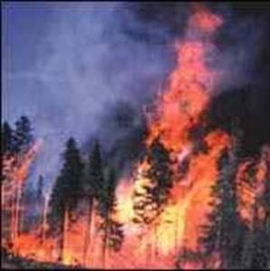 forest fire rage