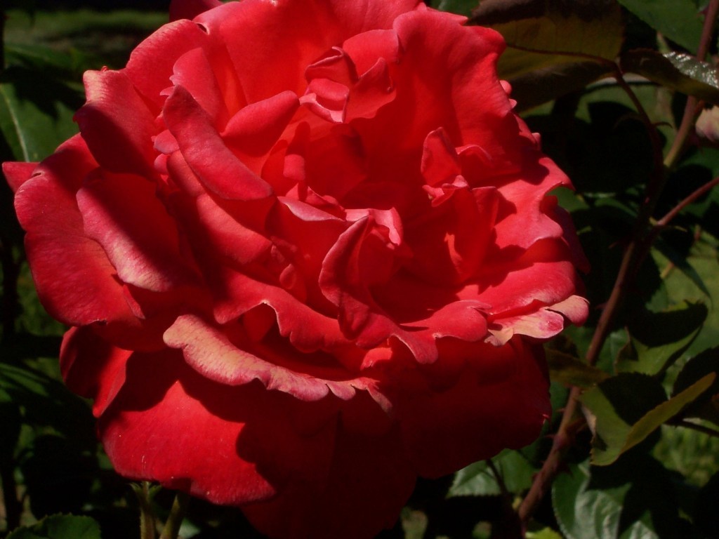 Scorpio Rose