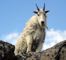 Goat on mountain