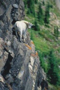 goat in precarious situation