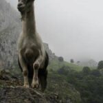 Capricorn goat on mountain
