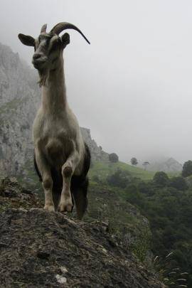 Capricorn goat on mountain