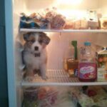 Dog fridge