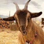 Capricorn brown goat