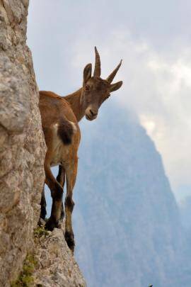 goat on a ledge