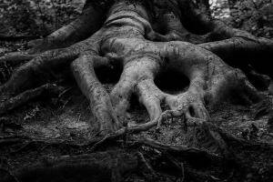 old tree roots