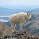 mountain goat