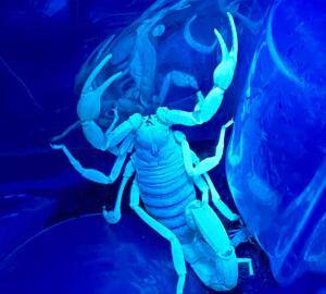 scorpio blue