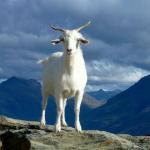 goat by ray aucott