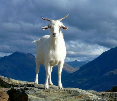 goat by ray aucott