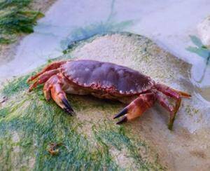 cancer crab