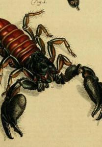 Scorpio scorpion black and red
