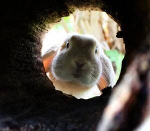 rabbit hole stare